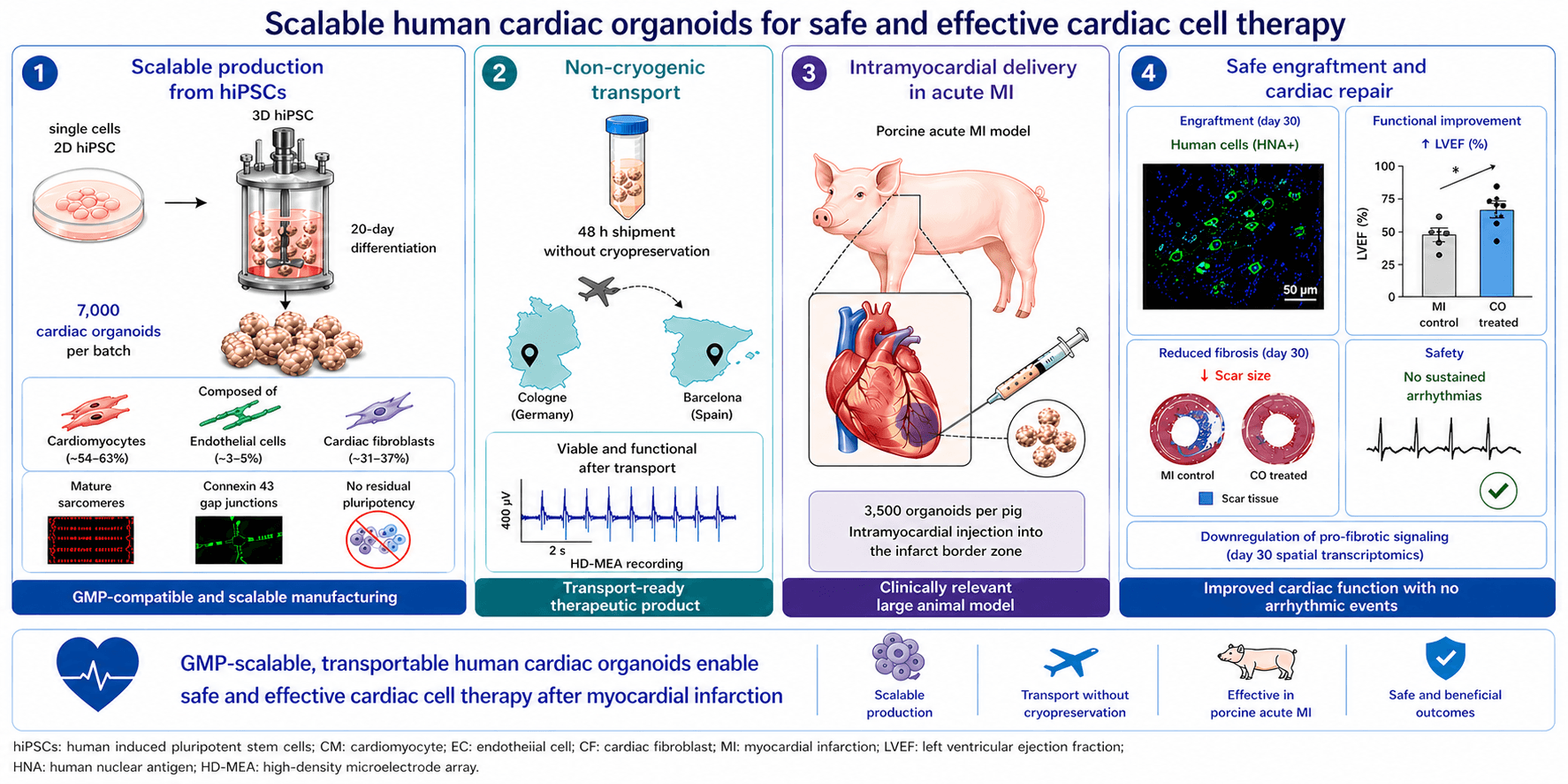 From cardiac cells and organoids to therapy — translational pipeline overview